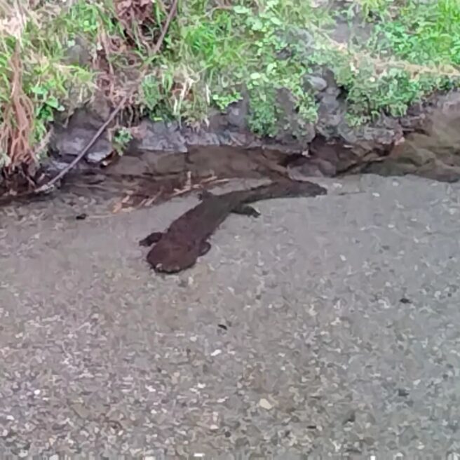芦見谷川のオオサンショウウオ