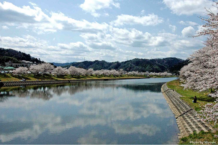 雲南市・斐伊川と桜並木
